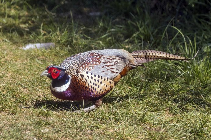 Phasianus colchicus