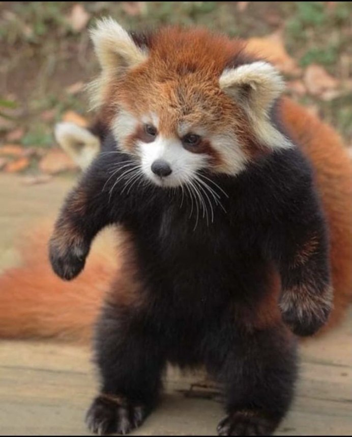 Красная японская панда