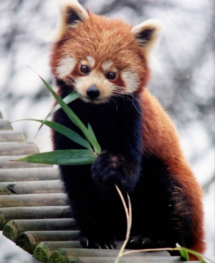 Фильм Red Panda