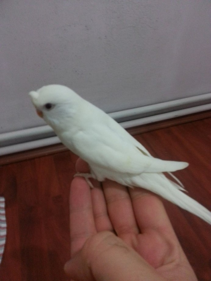Bird logo