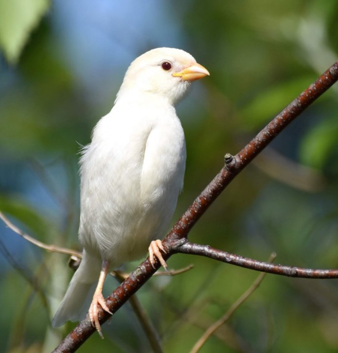 Обыкновенный щегол Carduelis Carduelis