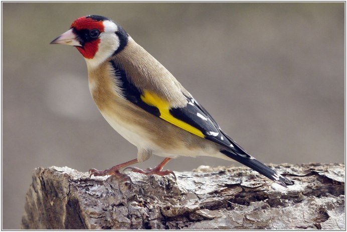 Обыкновенный щегол Carduelis Carduelis