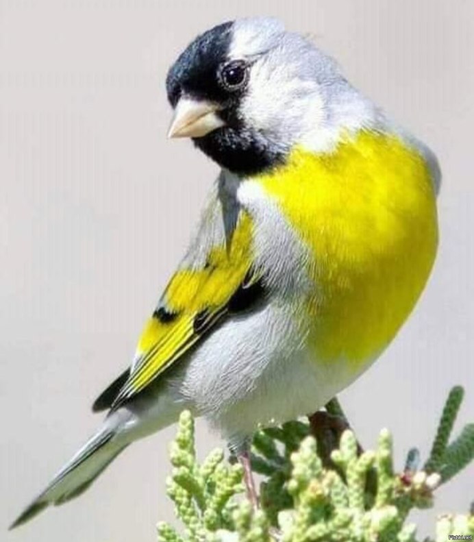 Female chardonneret