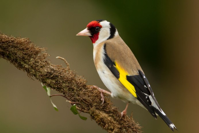 Carduelis Carduelis без лицензии