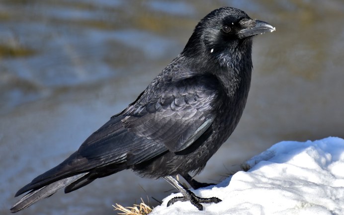 Ворона американская (Corvus brachyrhynchos)