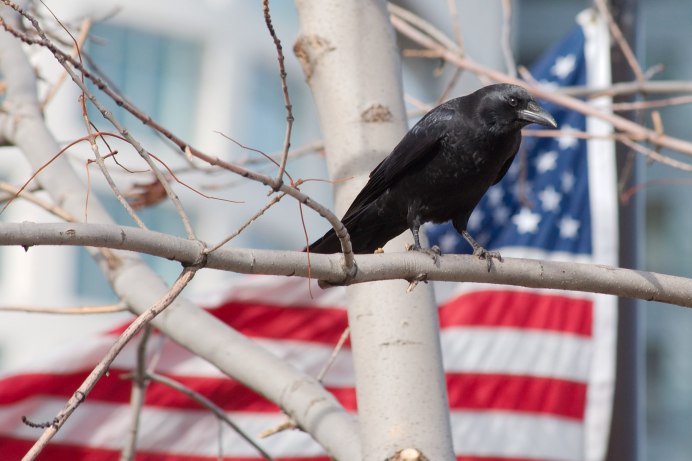 Ворона американская (Corvus brachyrhynchos)