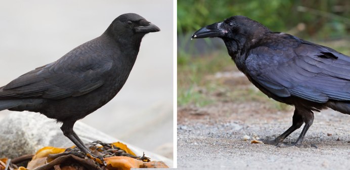 Corvus tristis
