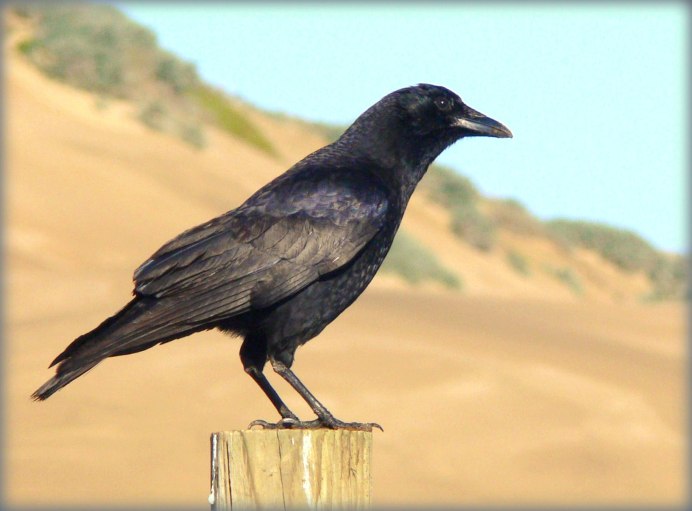 Corvus brachyrhynchos