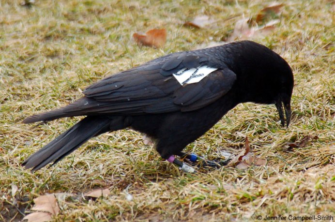 Ворона американская (Corvus brachyrhynchos)
