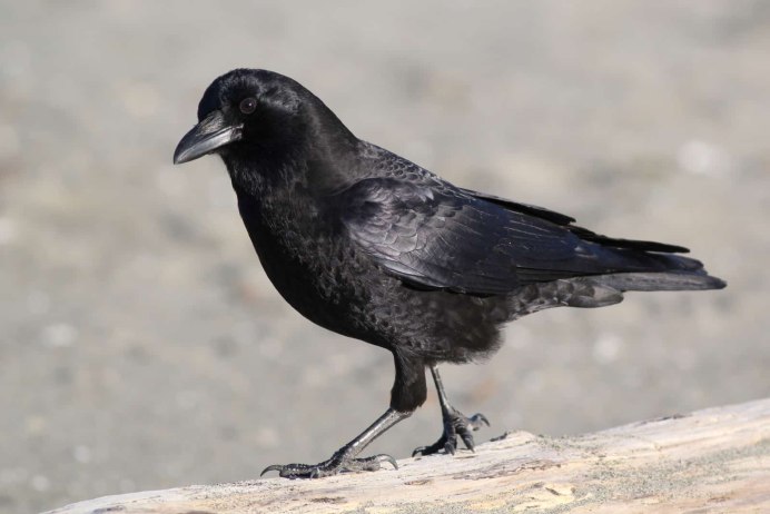 Западная Галка Corvus monedula