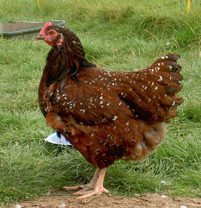 Куры Доминант Суссекс