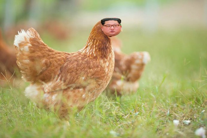 Куры несушки ред Браун