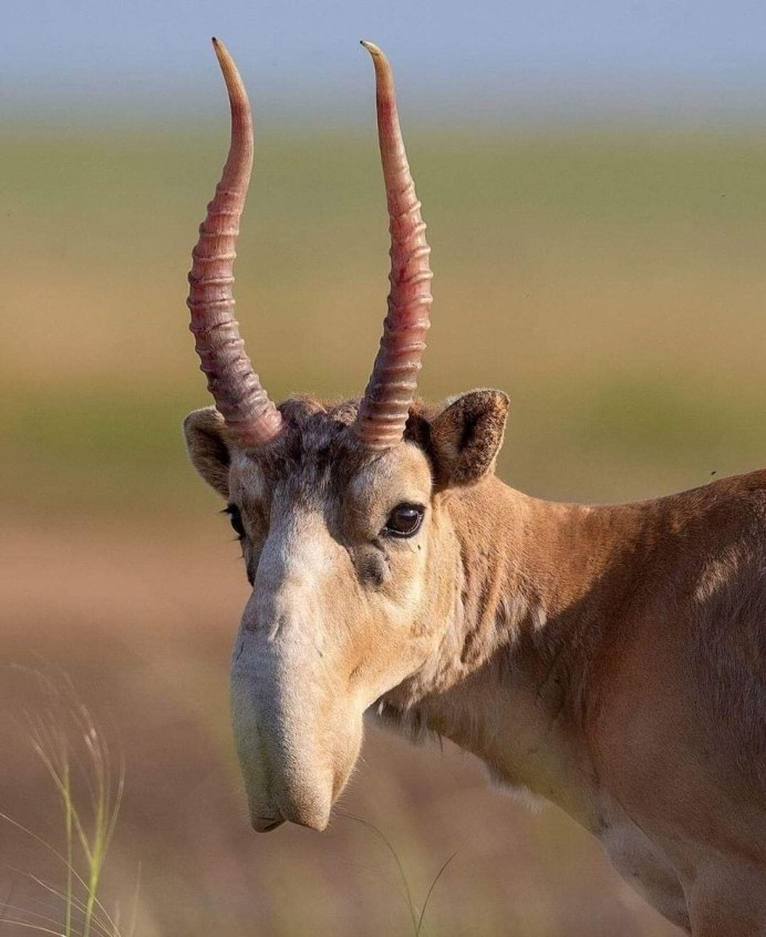 Сайгак Saiga tatarica