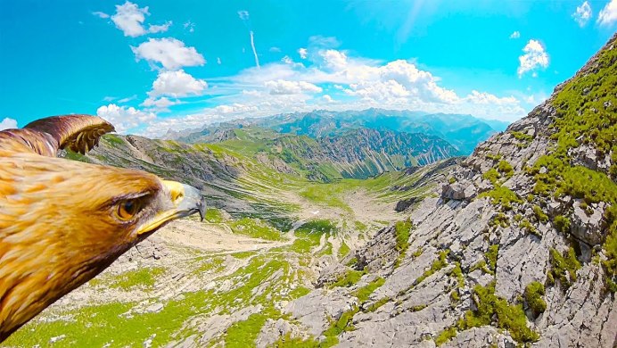 Орел в горах Кавказа