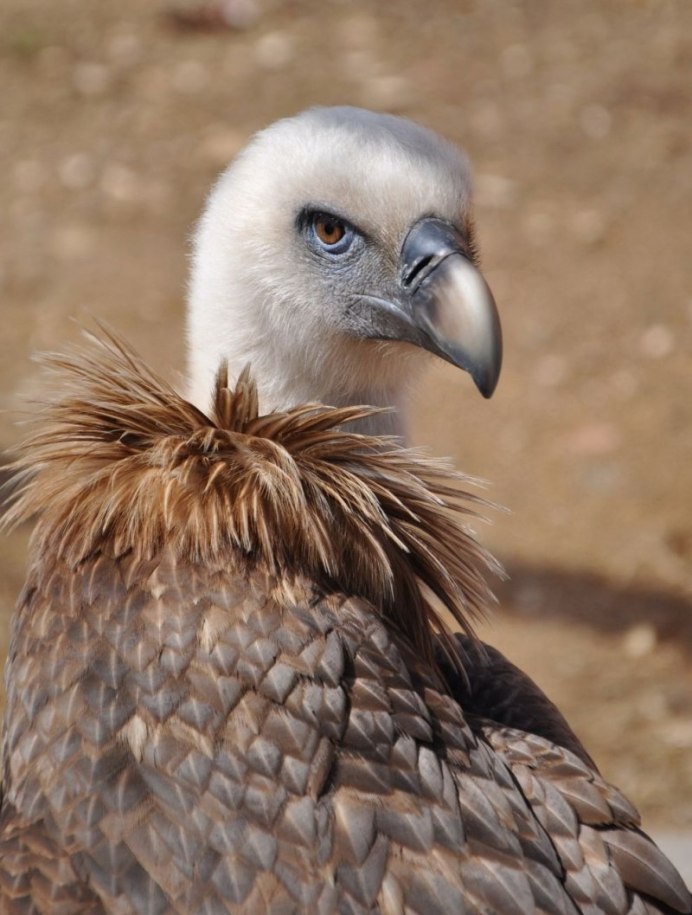 Cathartes Aura