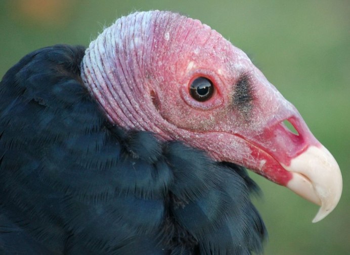 Cathartes Aura