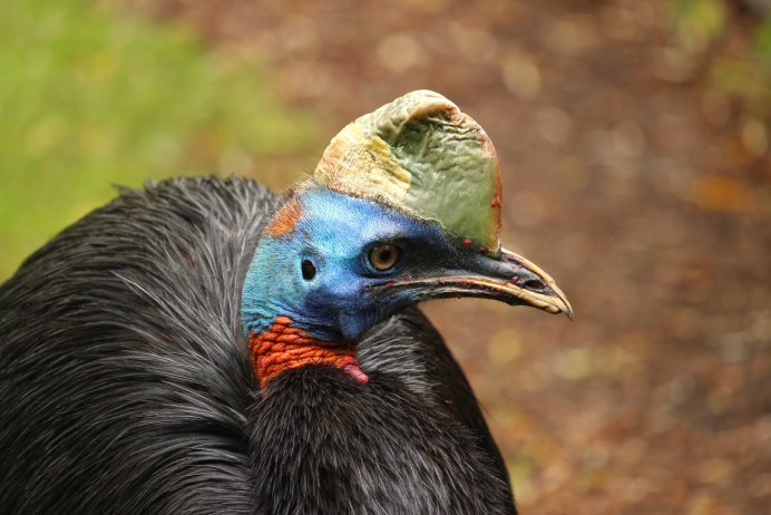 Африканский гриф (Gyps africanus)