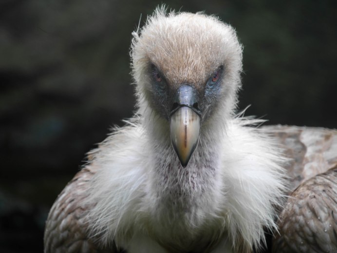 Lappet faced Vulture