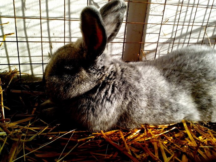 Oryctolagus cuniculus