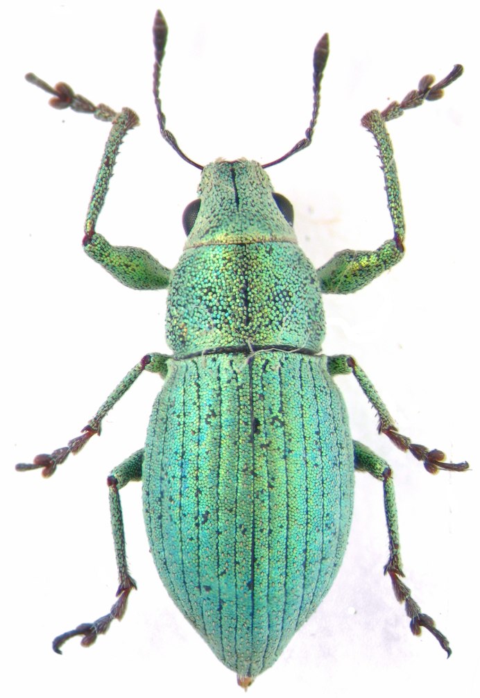 Phyllobius argentatus