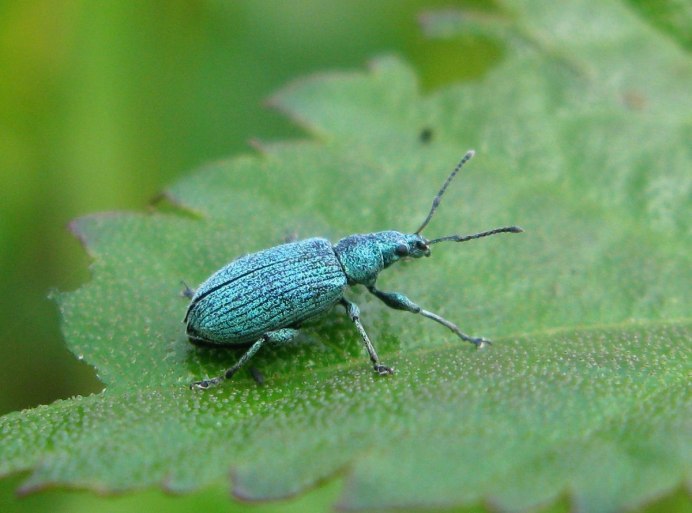 Phyllobius pomaceus
