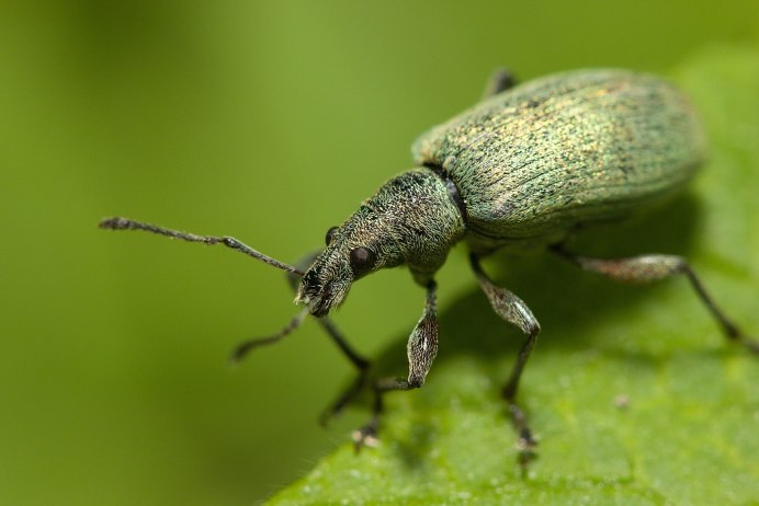 Долгоносик Phyllobius pomaceus