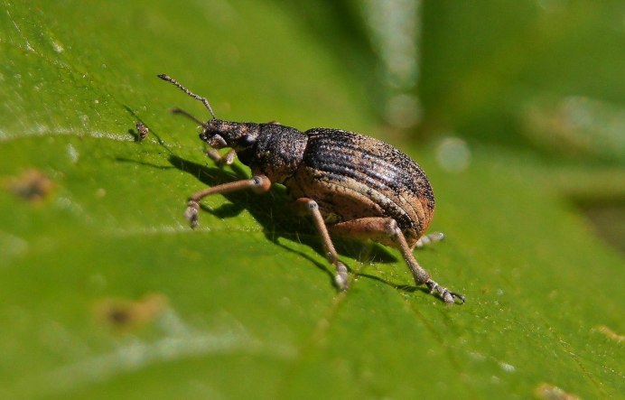 Phyllobius fessus