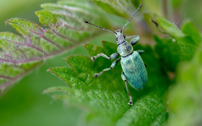 Phyllobius Crassicus