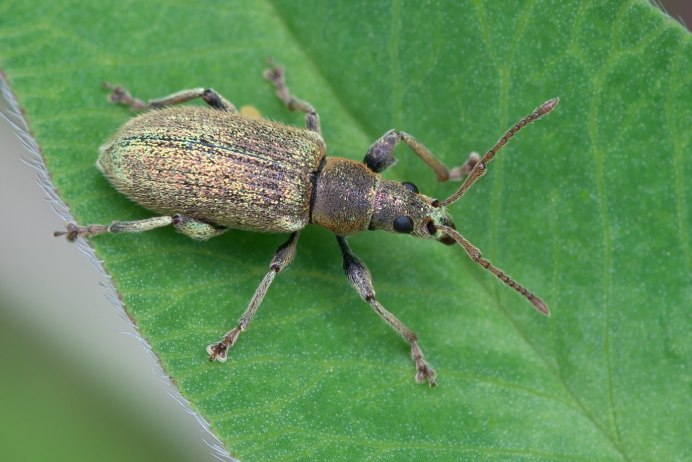 Phyllobius fessus