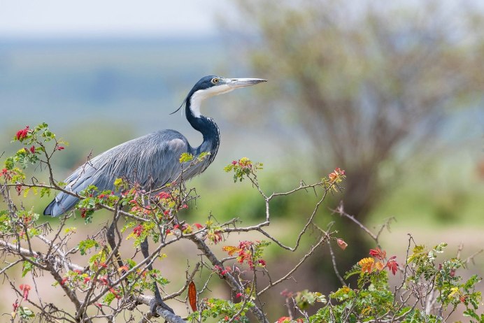 Heron Tampa, FL, США жилой комплекс цапля