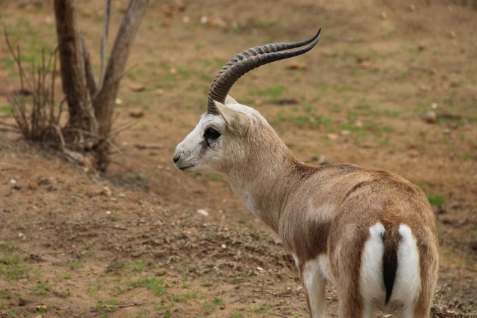 Gazelle животное