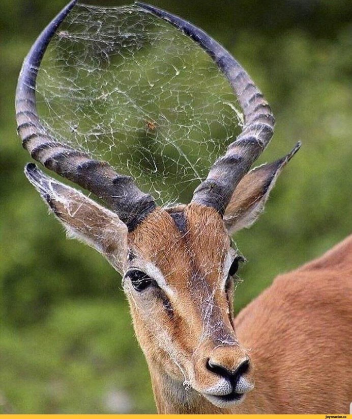 Gazelle 1080 расширения