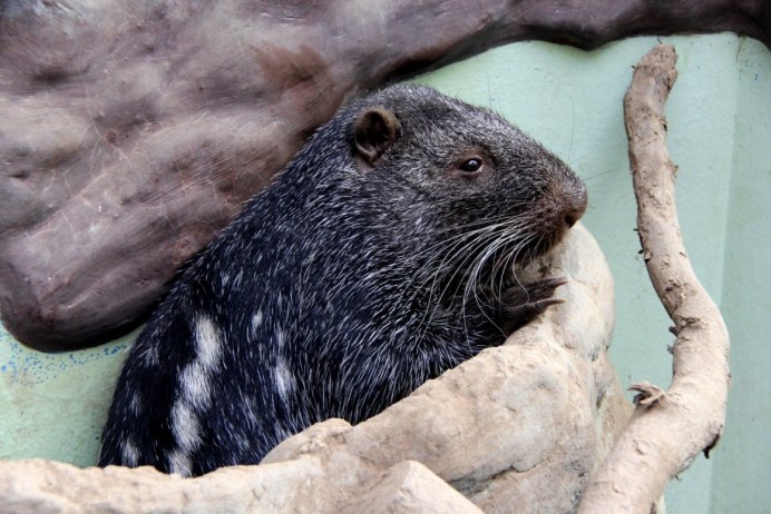 Dinomys branickii