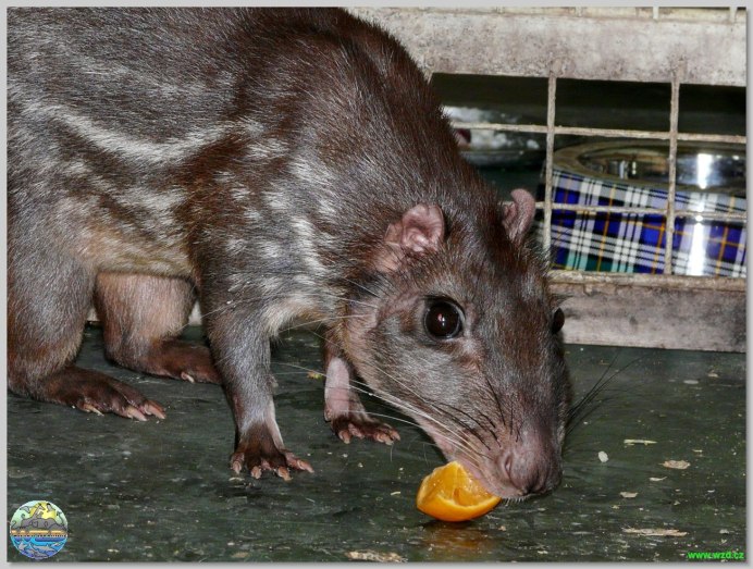 Пака (cuniculus Paca