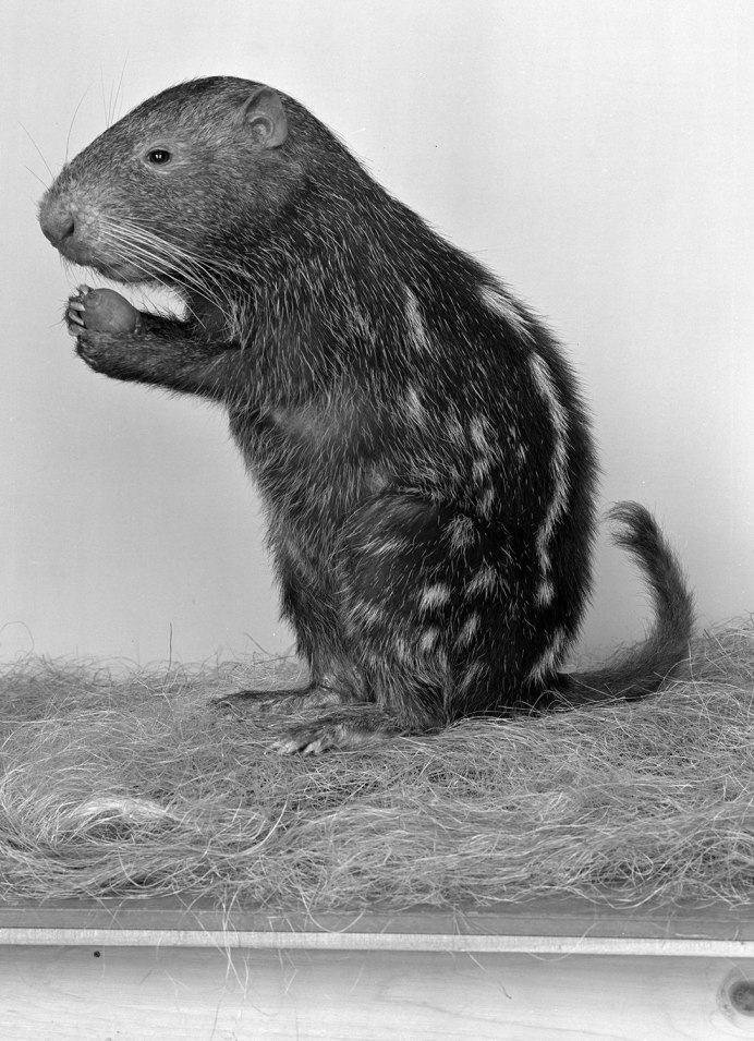 Dinomys branickii
