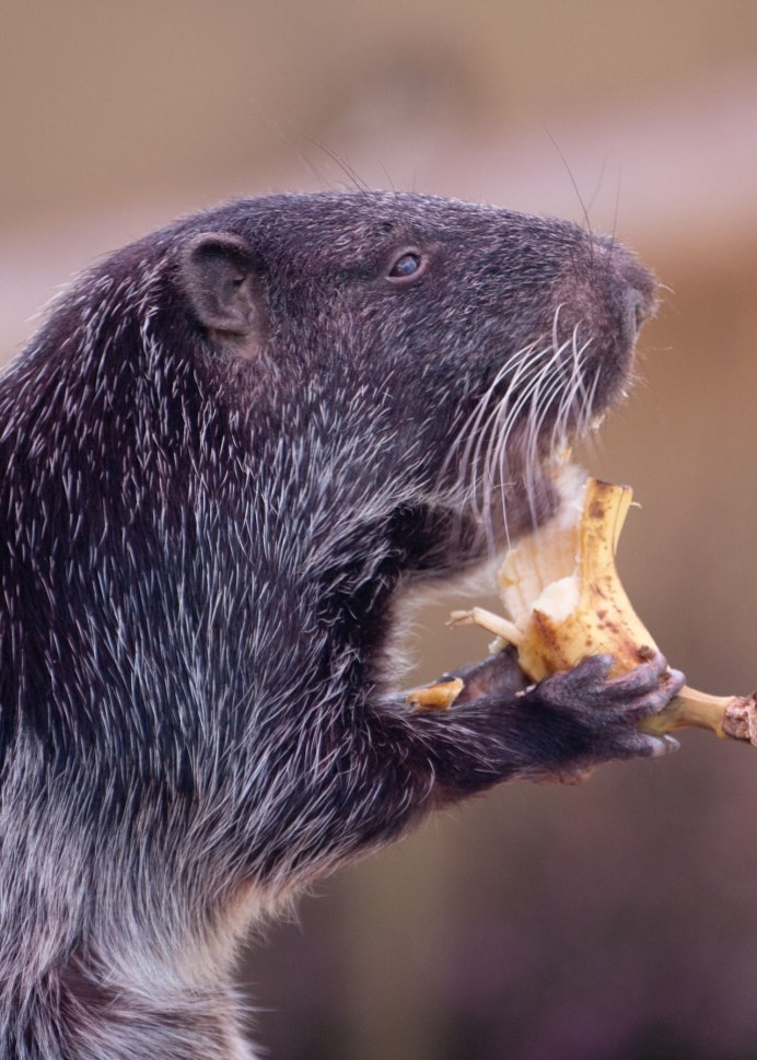 Dinomys branickii