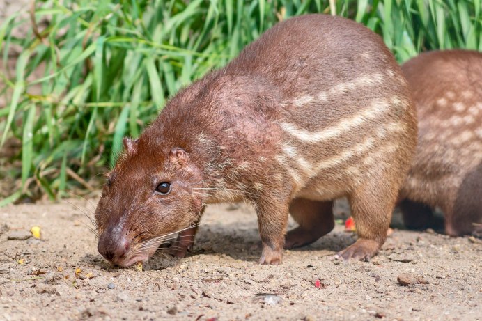 Пака (cuniculus Paca