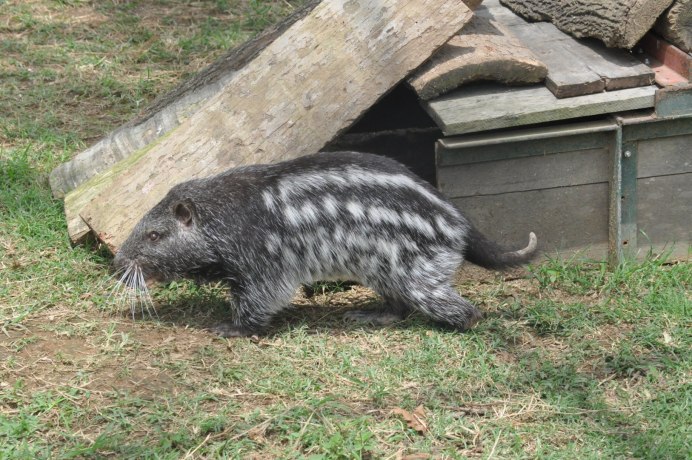 Dinomys branickii