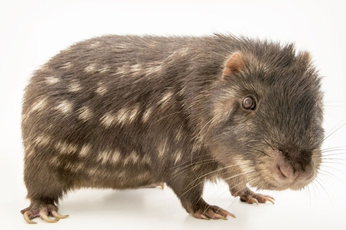 Cuniculus taczanowskii