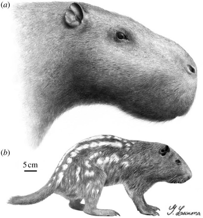 Phoberomys pattersoni