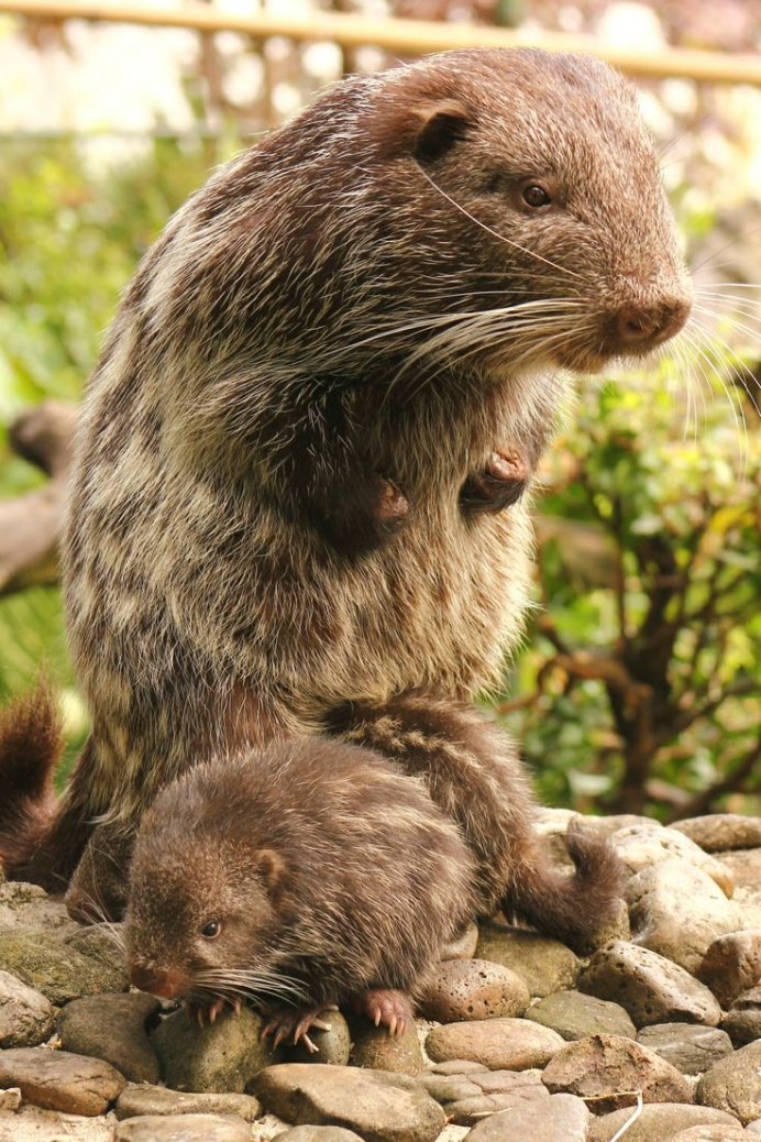 Dinomys branickii