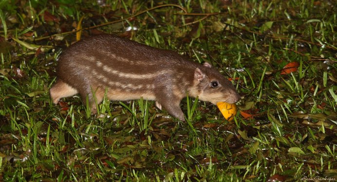 Cuniculus molestus