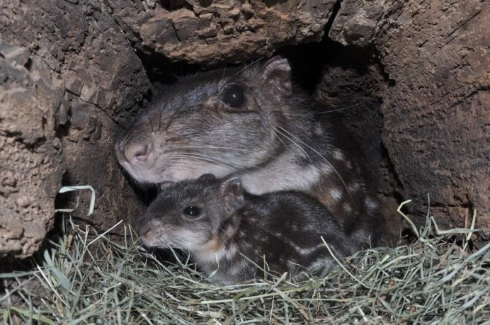 Пака грызун