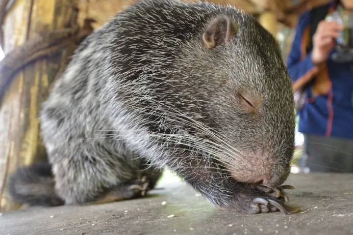 Dinomys branickii