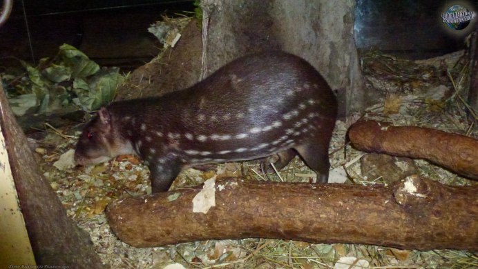 Dinomys branickii