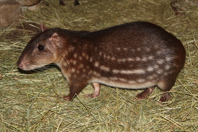 Cuniculus taczanowskii