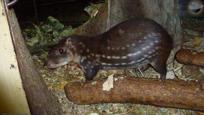 Пака (cuniculus Paca