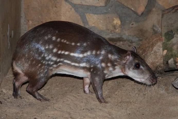 Пака (cuniculus Paca