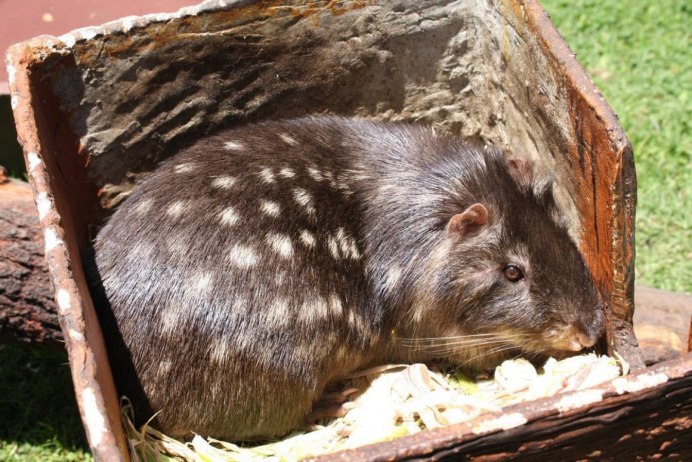 Большая мышь пакарана