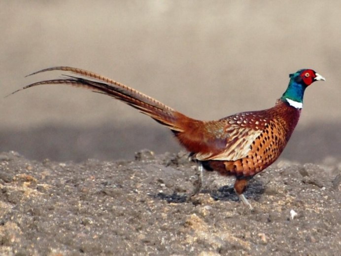 Золотой фазан Chrysolophus pictus